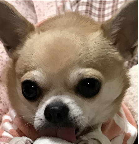 こころみたすペット思い出セレモニーにて葬儀したペットちゃん | ティア・スパロウくん