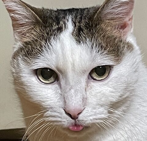 こころみたすペット思い出セレモニーにて葬儀したペットちゃん | のりくん