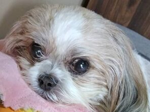 ち～び～ちゃん | こころみたす ペット思い出セレモニー