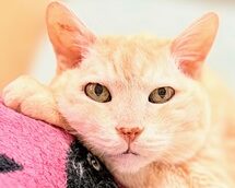 こころみたすペット思い出セレモニーにて葬儀したペットちゃん | チャイくん