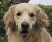 こころみたすペット思い出セレモニーにて葬儀したペットちゃん | レオンくん