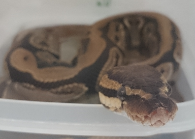 こころみたすペット思い出セレモニーにて葬儀したペットちゃん | ルーくん