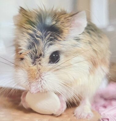 こころみたすペット思い出セレモニーにて葬儀したペットちゃん | ペンネくん