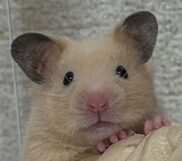 こころみたすペット思い出セレモニーにて葬儀したペットちゃん | おはなちゃん