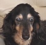 バロンくん | こころみたす ペット思い出セレモニー