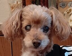 ぱりすちゃん | こころみたす ペット思い出セレモニー