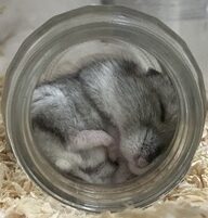 こころみたすペット思い出セレモニーにて葬儀したペットちゃん | チョコビちゃん