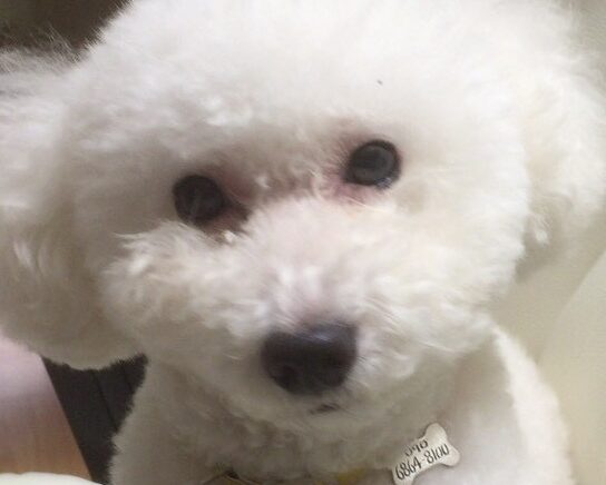 マルくん | こころみたす ペット思い出セレモニー