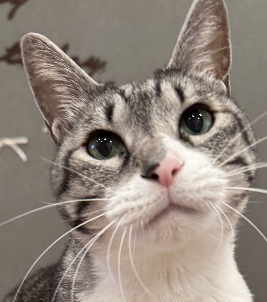 はやとくん | こころみたす ペット思い出セレモニー