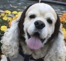 アンジュくん | こころみたす ペット思い出セレモニー