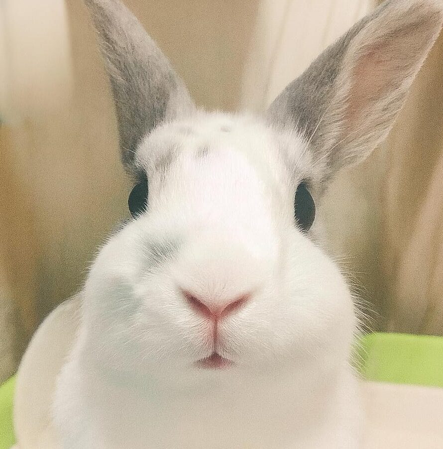 こころみたすペット思い出セレモニーにて葬儀したペットちゃん | るーくん