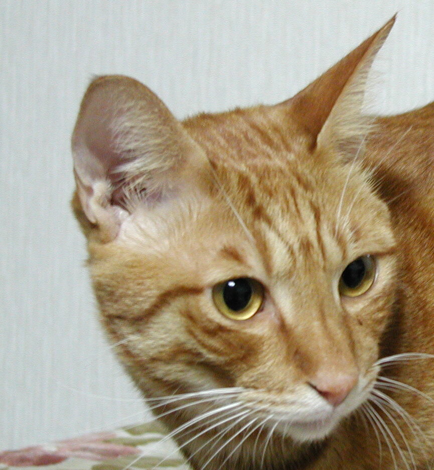 こころみたすペット思い出セレモニーにて葬儀したペットちゃん | ペコくん