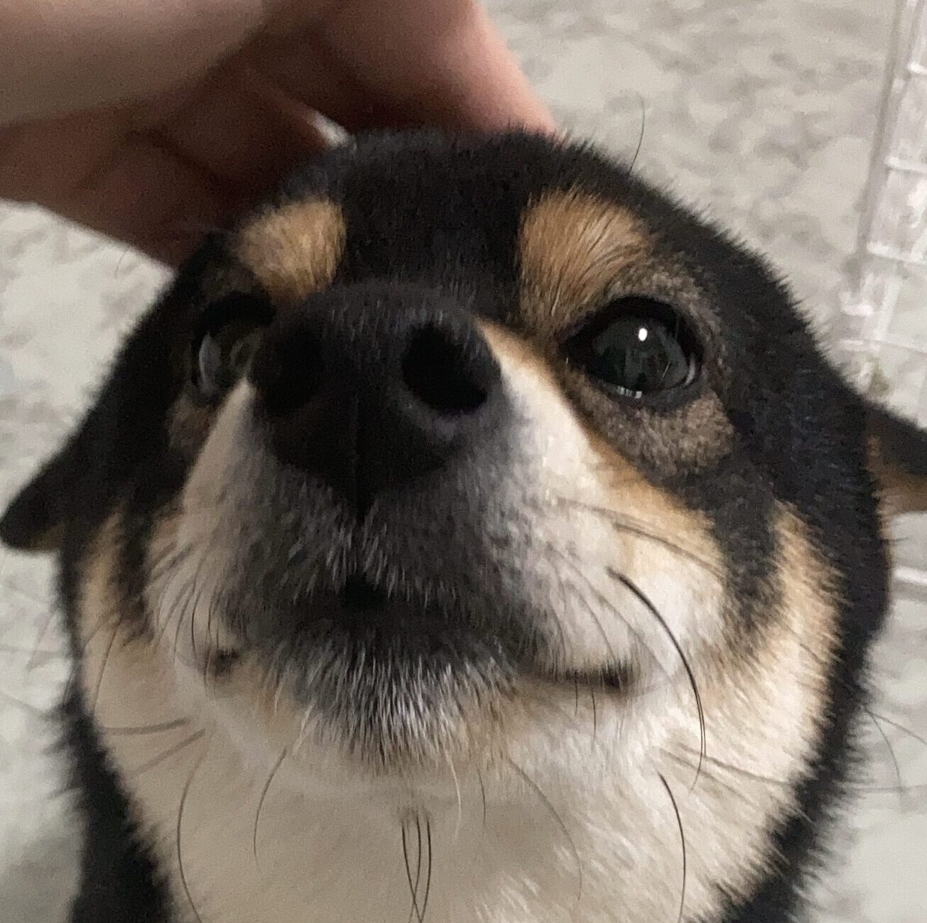 こころみたすペット思い出セレモニーにて葬儀したペットちゃん | まめくん