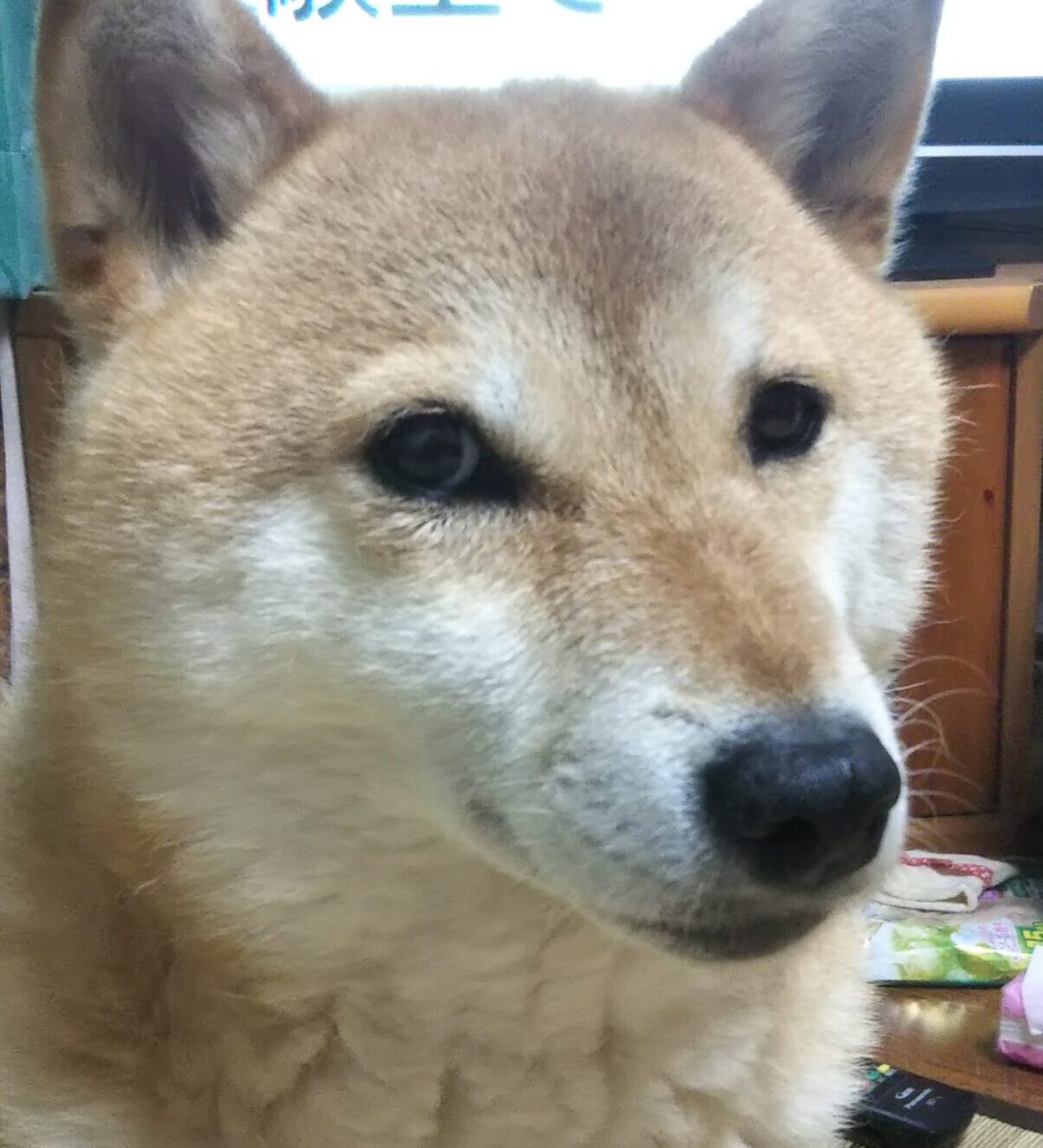 こころみたすペット思い出セレモニーにて葬儀したペットちゃん | くっきーちゃん