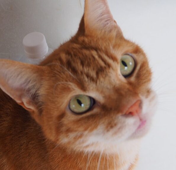 こころみたすペット思い出セレモニーにて葬儀したペットちゃん | 禅くん