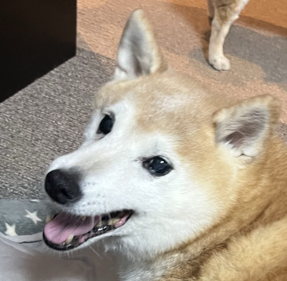 こころみたすペット思い出セレモニーにて葬儀したペットちゃん | わかはちゃん