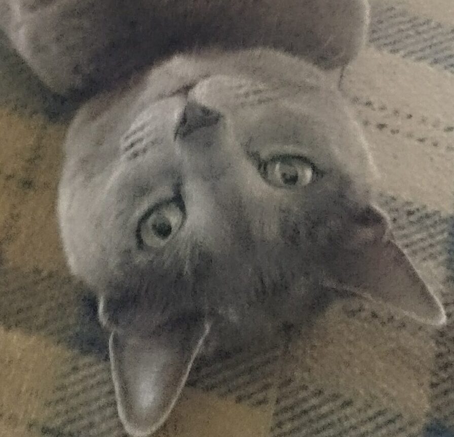 こころみたすペット思い出セレモニーにて葬儀したペットちゃん | ひなぎくちゃん