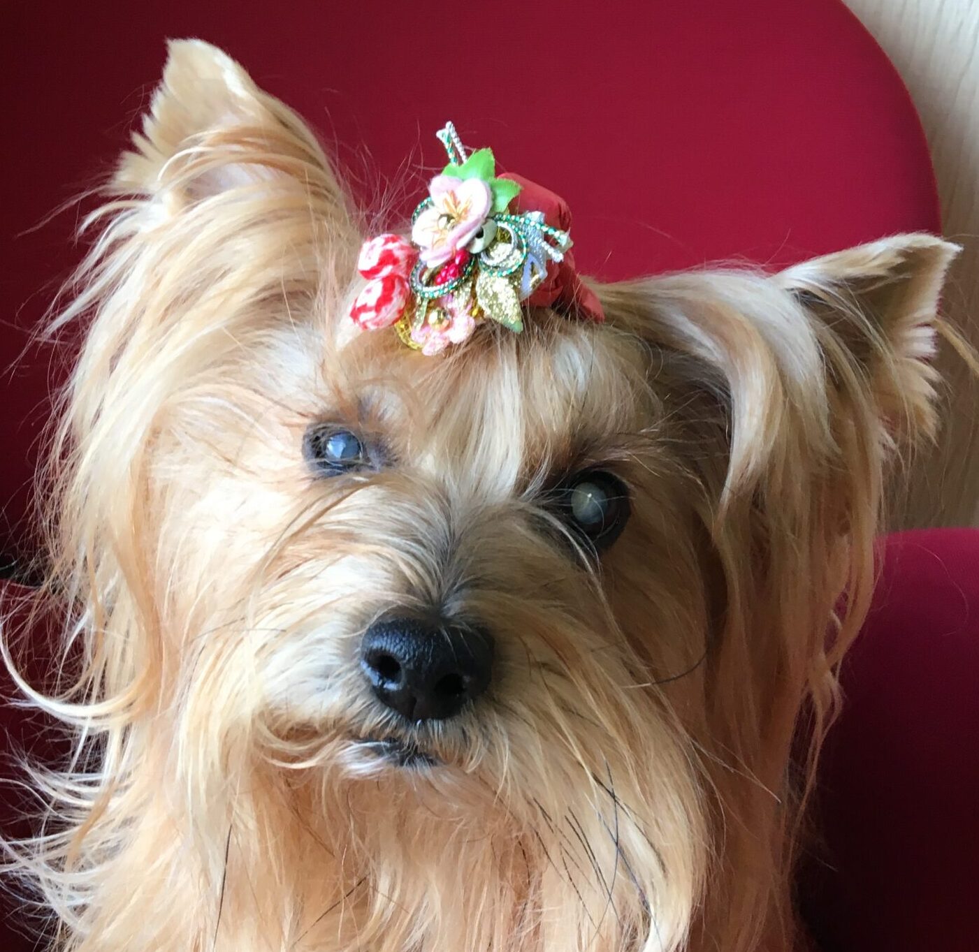 こころみたすペット思い出セレモニーにて葬儀したペットちゃん | 姫ちゃん