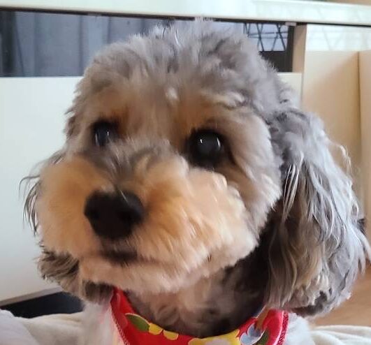 くぅちゃん | こころみたす ペット思い出セレモニー