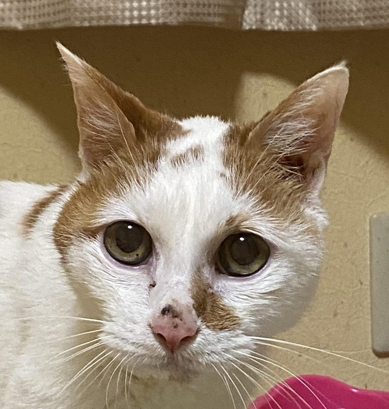 くーくん | こころみたす ペット思い出セレモニー