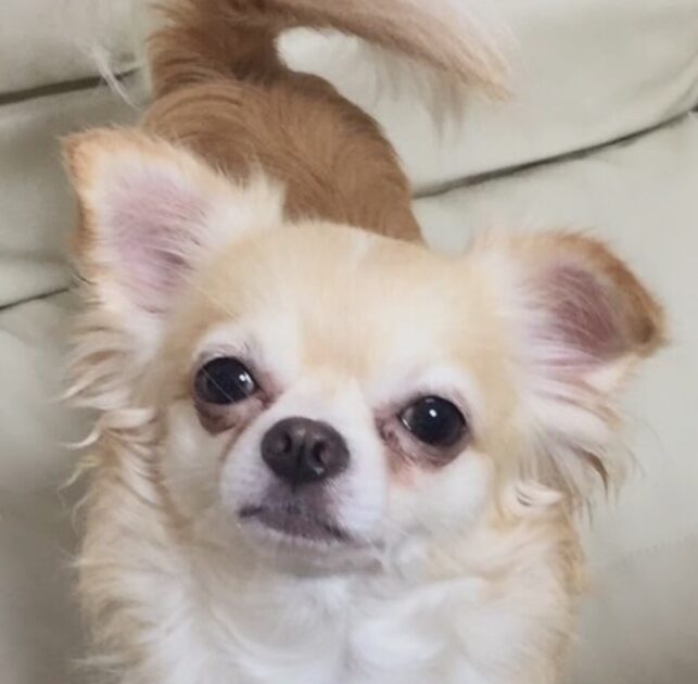 ロビンくん | こころみたす ペット思い出セレモニー