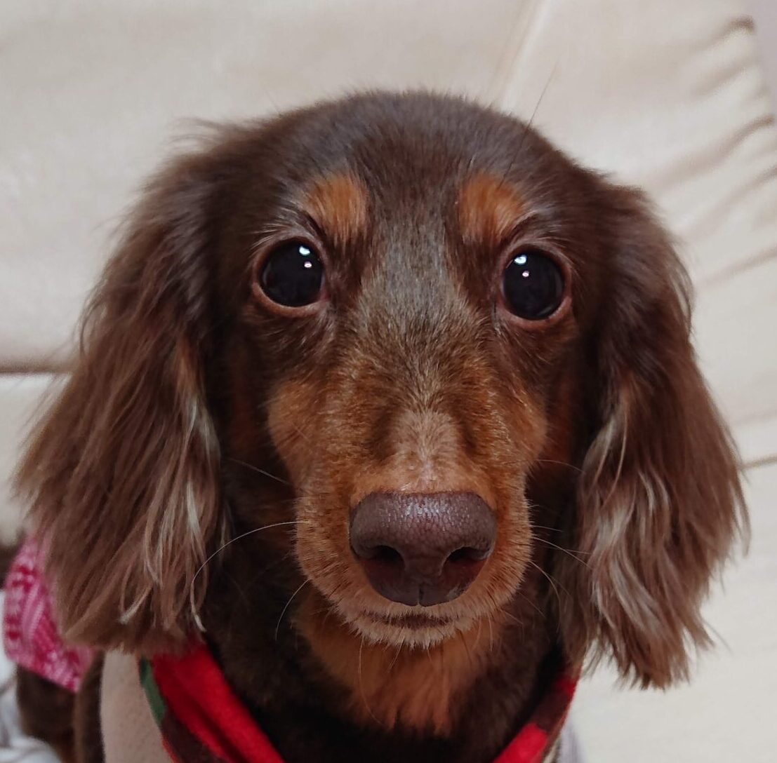 こころみたすペット思い出セレモニーにて葬儀したペットちゃん | 楓ちゃん