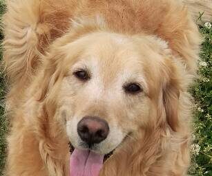 こころみたすペット思い出セレモニーにて葬儀したペットちゃん | ラブちゃん