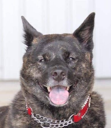 こころみたすペット思い出セレモニーにて葬儀したペットちゃん | サニーちゃん