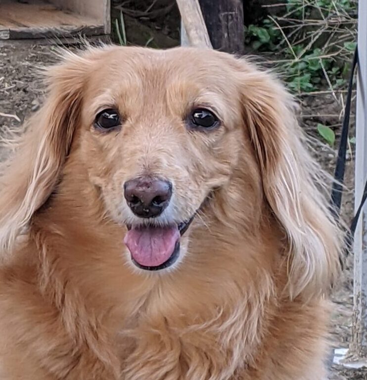 こころみたすペット思い出セレモニーにて葬儀したペットちゃん | ビビちゃん