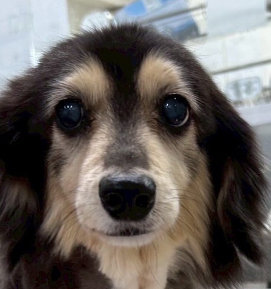 こころみたすペット思い出セレモニーにて葬儀したペットちゃん | アンジェちゃん