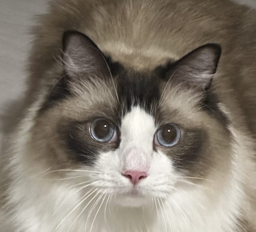 テトくん | こころみたす ペット思い出セレモニー