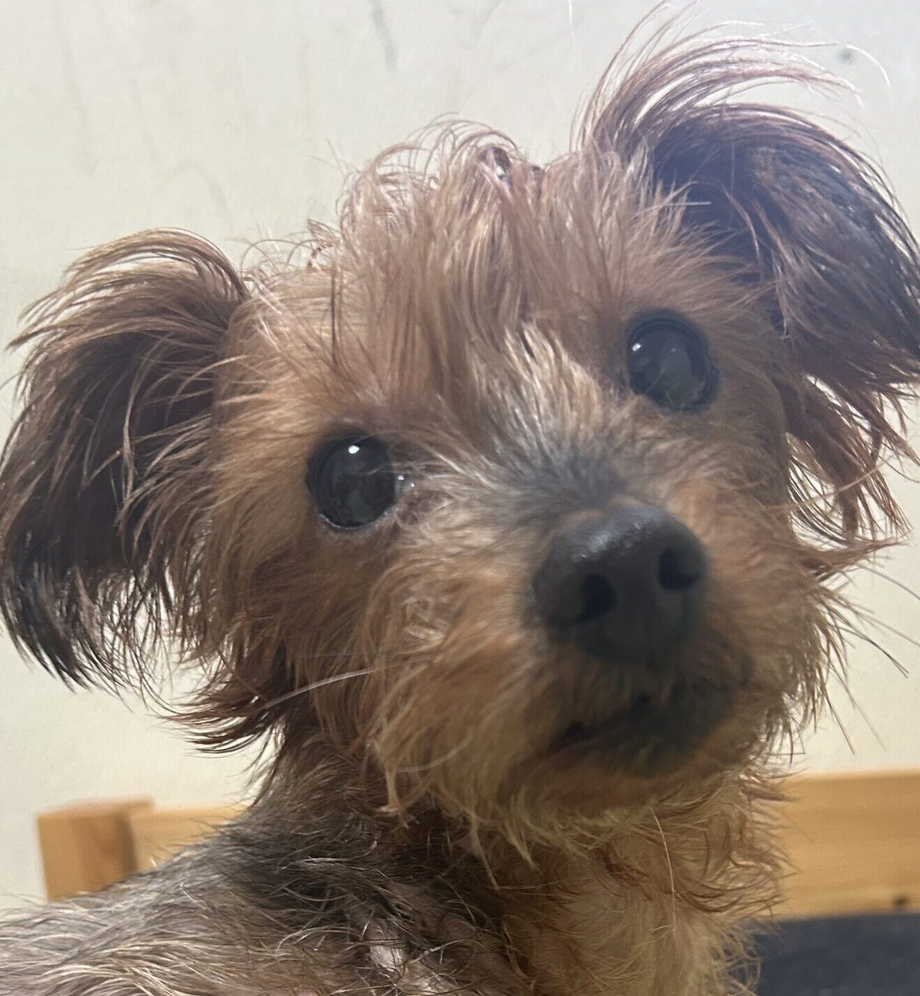 ハルちゃん | こころみたす ペット思い出セレモニー