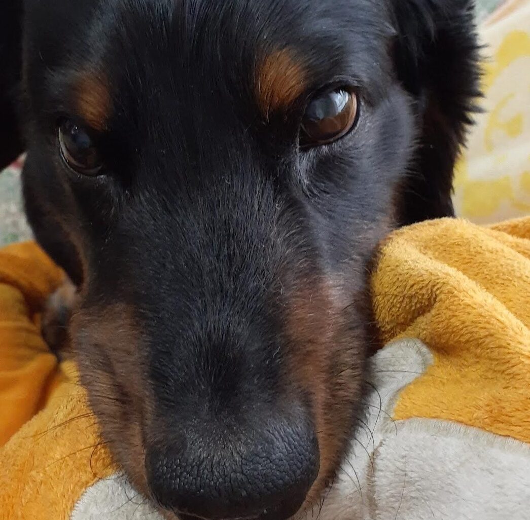 信くん | こころみたす ペット思い出セレモニー