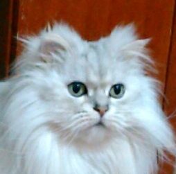 こころみたすペット思い出セレモニーにて葬儀したペットちゃん | キアロくん