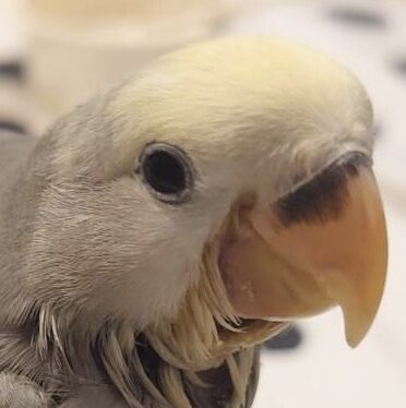 コトリンちゃん | こころみたす ペット思い出セレモニー