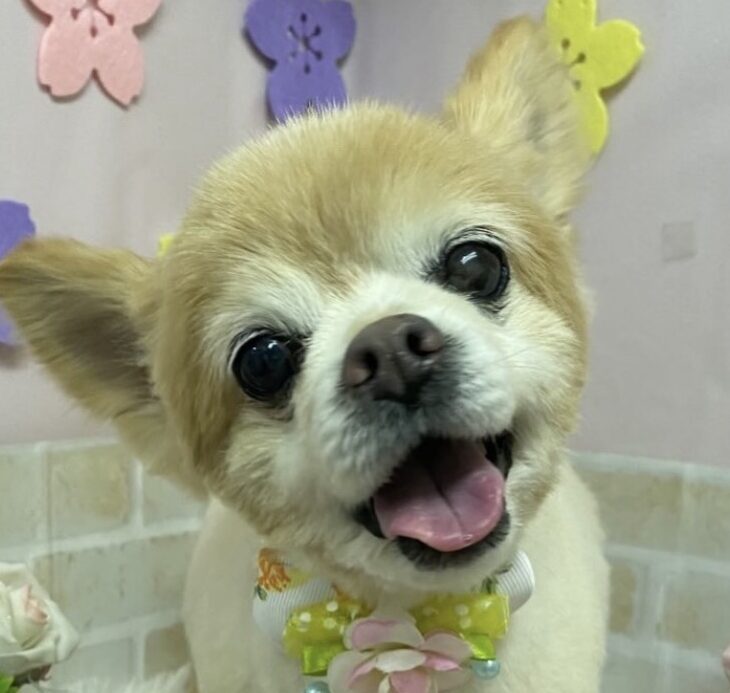 こころみたすペット思い出セレモニーにて葬儀したペットちゃん | ハリーくん