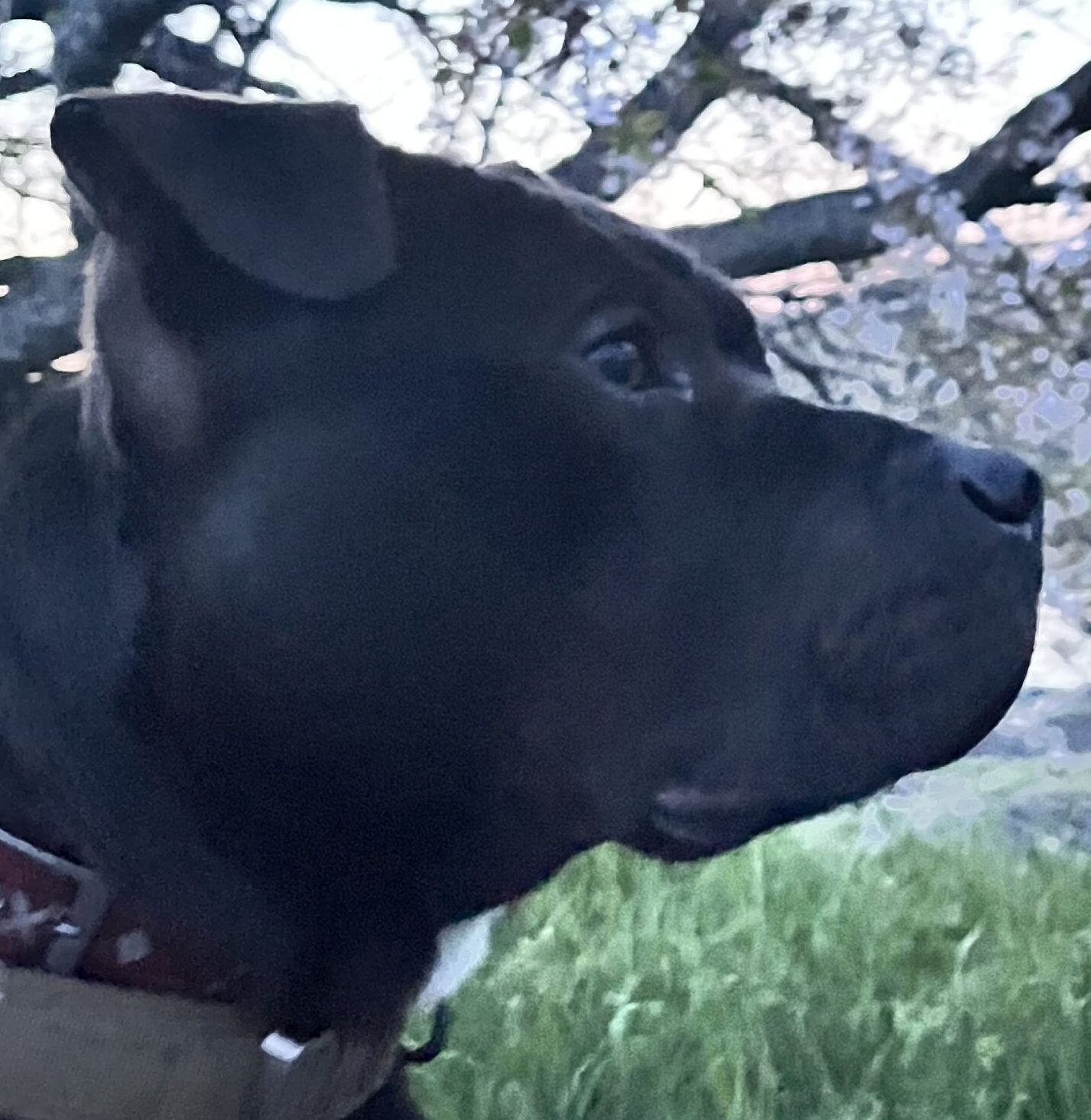 こころみたすペット思い出セレモニーにて葬儀したペットちゃん | オデロくん