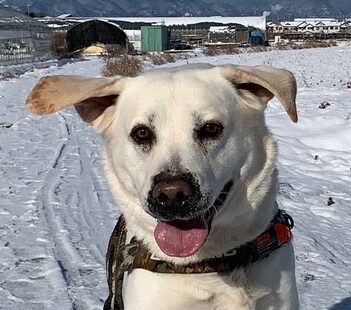 こころみたすペット思い出セレモニーにて葬儀したペットちゃん | コナくん