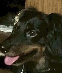 こころみたすペット思い出セレモニーにて葬儀したペットちゃん | ジョンくん