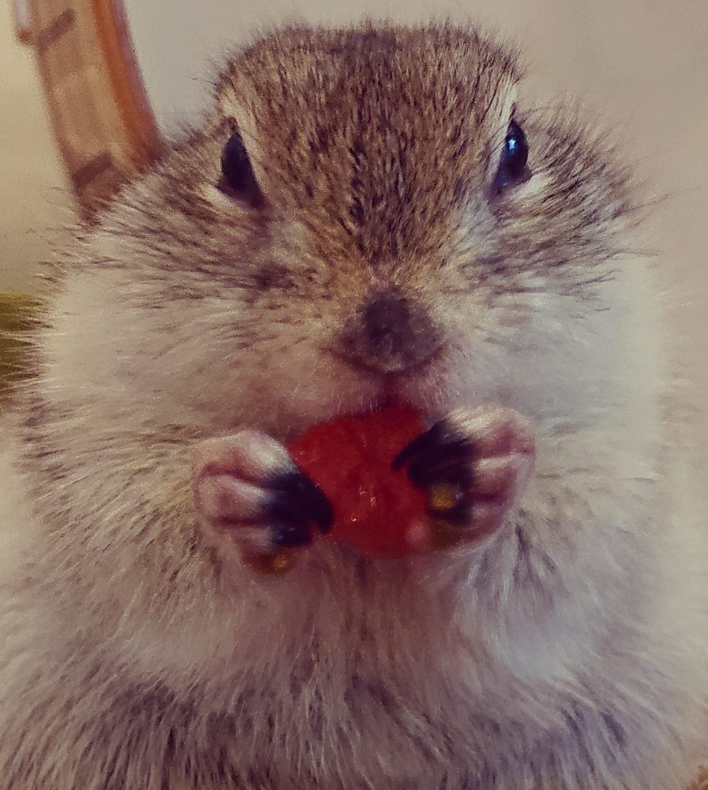 こころみたすペット思い出セレモニーにて葬儀したペットちゃん | リキー・ジリリンくん