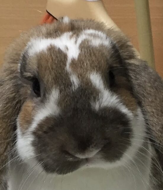 こころみたすペット思い出セレモニーにて葬儀したペットちゃん | うーぴーくん