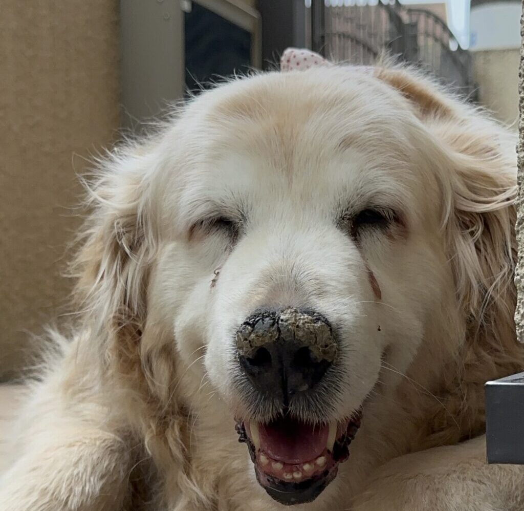 こころみたすペット思い出セレモニーにて葬儀したペットちゃん | マロンちゃん