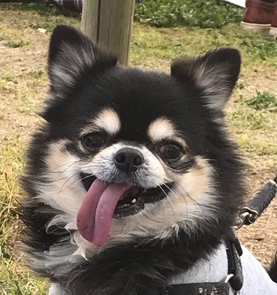 こころみたすペット思い出セレモニーにて葬儀したペットちゃん | ソラくん