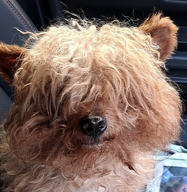 こころみたすペット思い出セレモニーにて葬儀したペットちゃん | チータくん