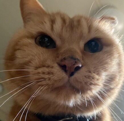 こころみたすペット思い出セレモニーにて葬儀したペットちゃん | アメリくん