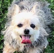 こころみたすペット思い出セレモニーにて葬儀したペットちゃん | あいちゃん