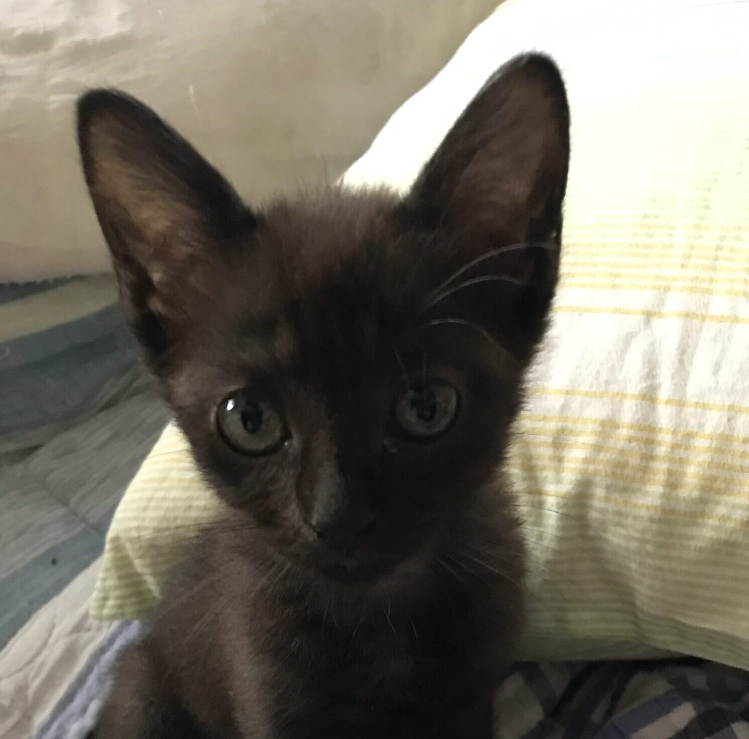 こころみたすペット思い出セレモニーにて葬儀したペットちゃん | ヤマトくん