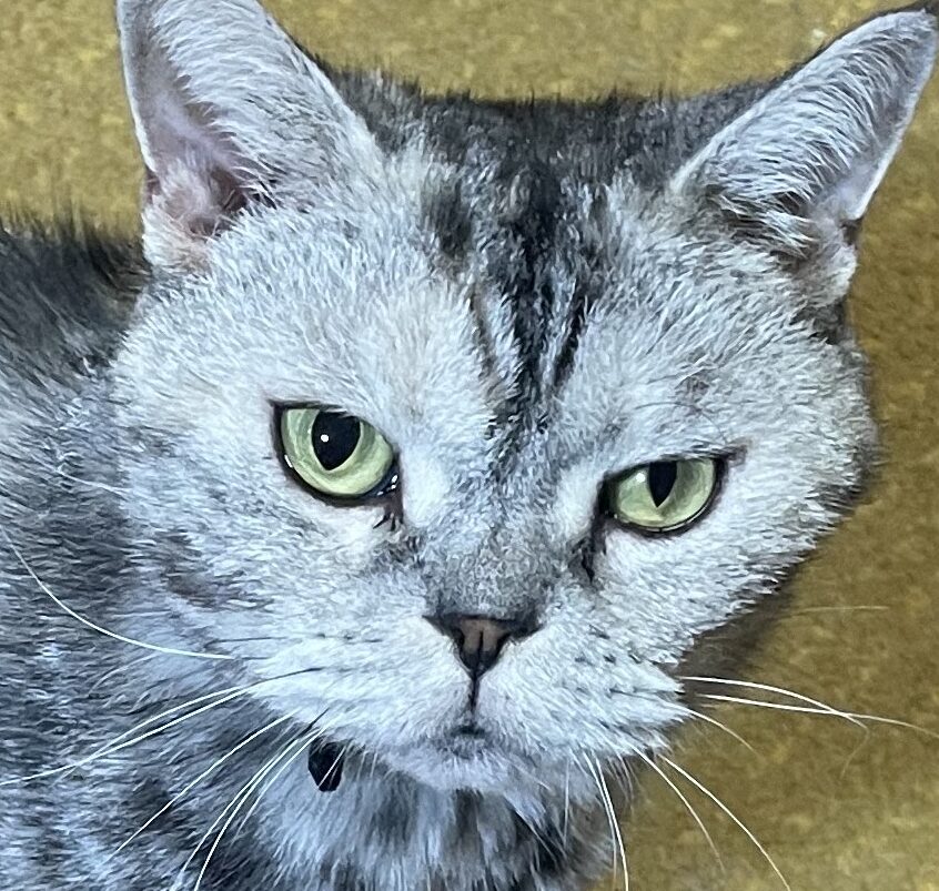 なっつちゃん | こころみたす ペット思い出セレモニー