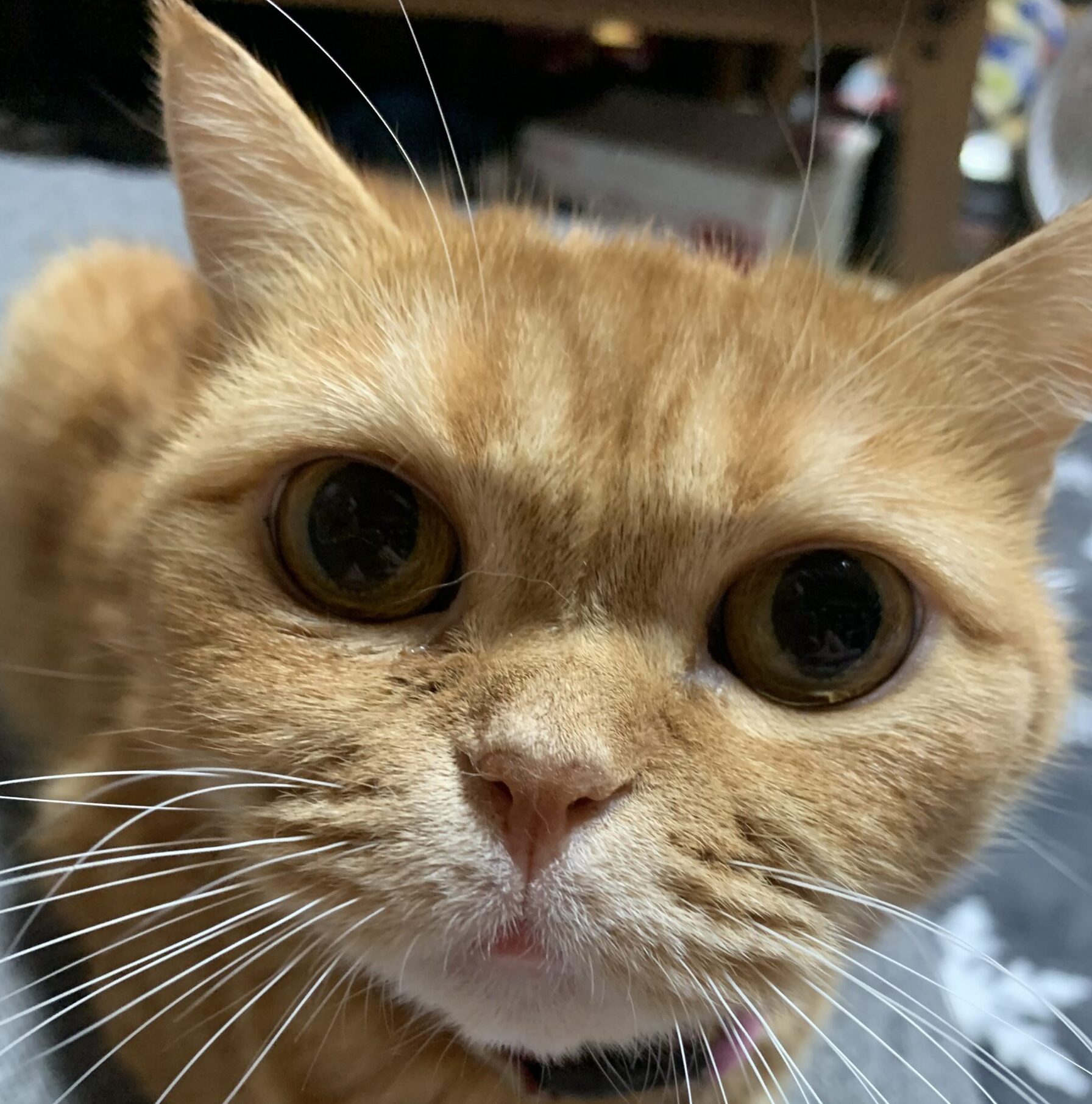 こころみたすペット思い出セレモニーにて葬儀したペットちゃん | みかんちゃん