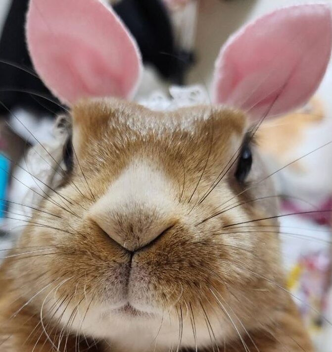 音愛ちゃん | こころみたす ペット思い出セレモニー